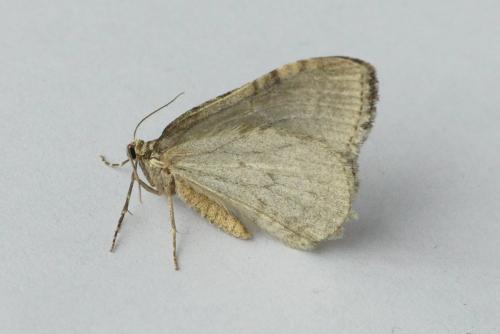 Réf. 243 135 : Epirrita dilutata